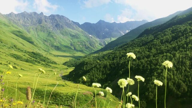Static close up view of daisies in a valley with scenic caucasian mountains background,