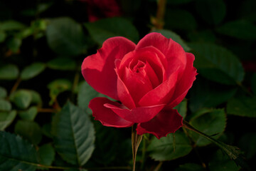 a red rose is blooming with green background of its leaves.