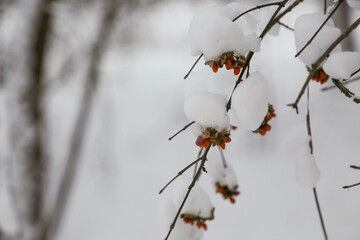 Red berries on branches covered with snow, detail
