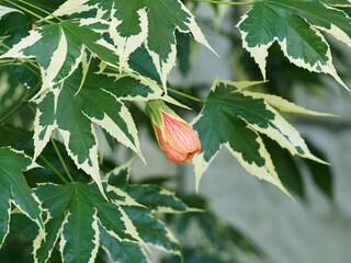 Abutilon x hybridum 'Variegata' - Abutilon hybride à feuillage marginé de jaune-crème aux fleurs...