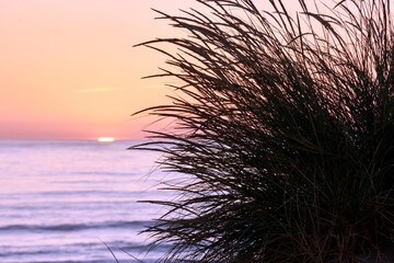 Beautiful sunrise on the beach through the sunrise of plant silhouettes