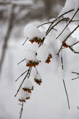 Red berries on branches covered with snow, detail