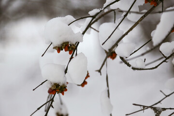 snow on the branches