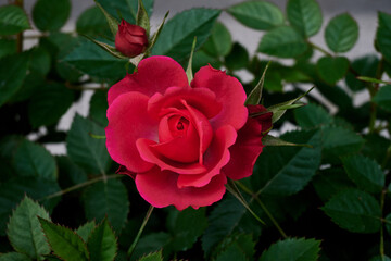 a red rose is blooming with green background of its leaves.