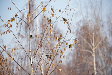 Chizhi sit on a birch.