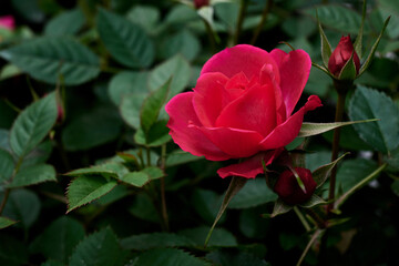 a red rose is blooming with green background of its leaves.
