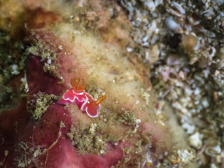 Tiny red nudibranch on a rock (Mergui archipelago, Myanmar)