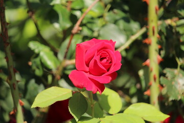 red rose in garden