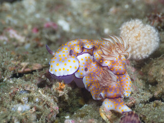 Pair of beautiful Hypselodoris nudibranch (Mergui archipelago, Myanmar)