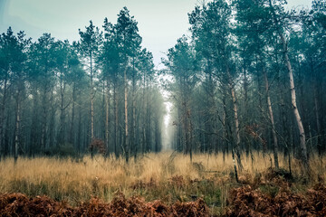 Forêt de pins mystérieuse
