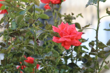 red rose bush
