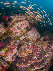 Fototapeta na wymiar Huge octopus and schooling fusilier in a coral reef (Mergui archipelago, Myanmar)