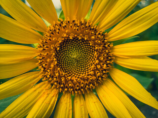 close up of sunflower
