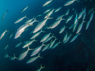 Schooling rainbow runner (Mergui archipelago, Myanmar)