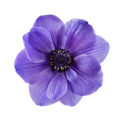 Isolated blue anemone flower on white background