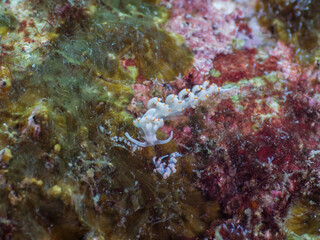 A pair of flabellina nudibranch (Mergui archipelago, Myanmar)