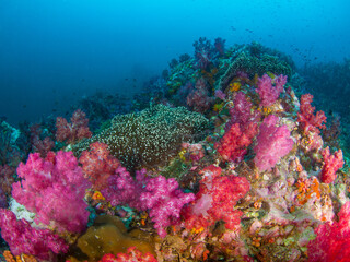 Naklejka na ściany i meble Soft corals and sea anemones (Mergui archipelago, Myanmar)