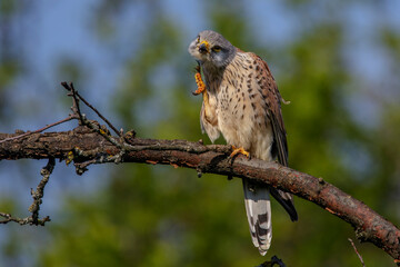 Turmfalke (Falco tinnunculus) Männchen