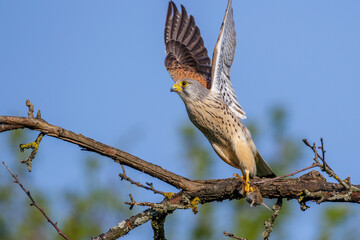 Turmfalke (Falco tinnunculus) Männchen