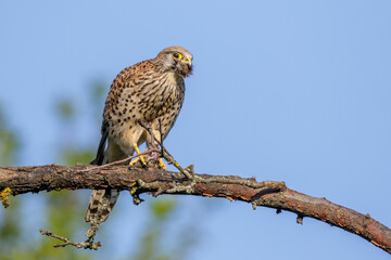 Turmfalke (Falco tinnunculus) Weibchen