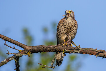 Turmfalke (Falco tinnunculus) Weibchen