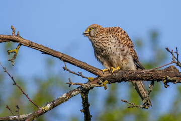 Turmfalke (Falco tinnunculus) Weibchen