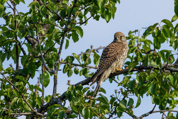 Turmfalke (Falco tinnunculus) Weibchen