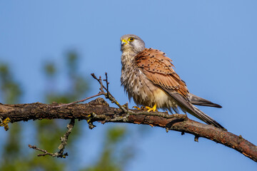 Turmfalke (Falco tinnunculus) Männchen