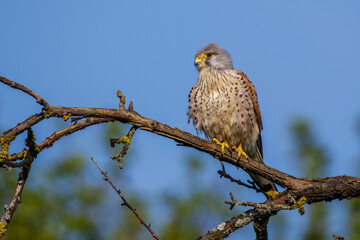 Turmfalke (Falco tinnunculus) Männchen