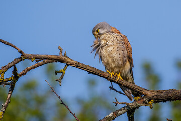 Turmfalke (Falco tinnunculus) Männchen