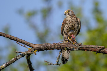 Turmfalke (Falco tinnunculus) Weibchen