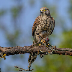 Turmfalke (Falco tinnunculus) Weibchen