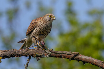 Turmfalke (Falco tinnunculus) Weibchen