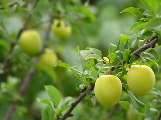 Green plum on a tree