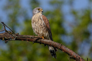 Turmfalke (Falco tinnunculus) Männchen