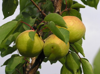 Green apple on tree