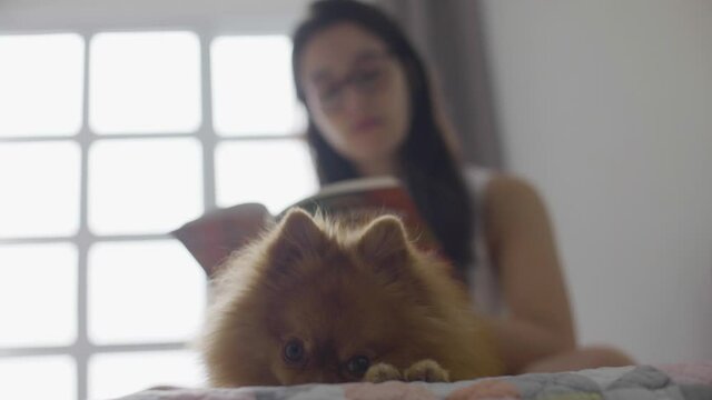 Woman Reading Book Near Window. With Her Pet Dog Companion. Self Education Concept
