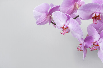 Purple orchid flowers on grey background with copy space. Template for your design