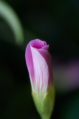 Fototapeta na wymiar Small closed pink flower on green background