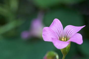 Fototapeta premium Small open rose flower on green background