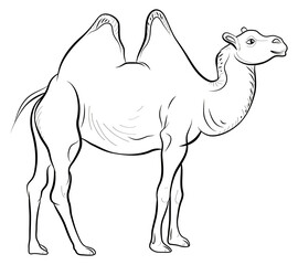 Coloring book for children, black and white image of a pet, camel.