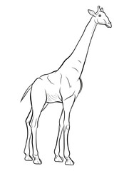 Coloring book for children, black and white image of a wild animal, giraffe.