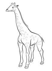 Coloring book for children, black and white image of a wild animal, giraffe.