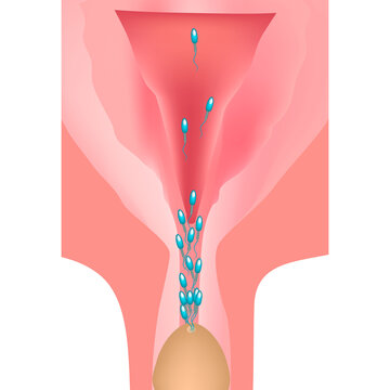 Ejaculation. Ejaculation into the genital tract. The structure of the uterus and ovaries. Vector illustration on isolated background