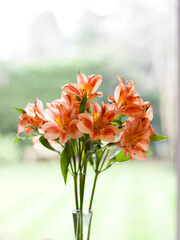 Flowers with garden background