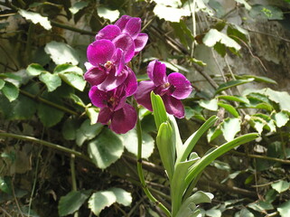 Purple orchid