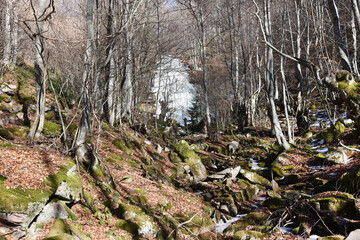 moss covered with snow