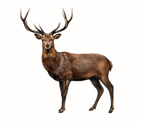 The red deer (Cervus elaphus)