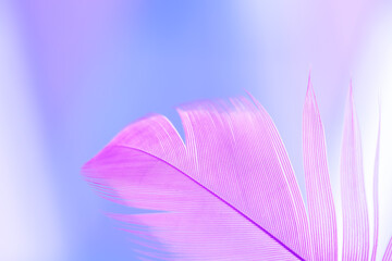 Macro purple feather on a blue background. Delicate beautiful abstract nature. Selective focus. Art image.