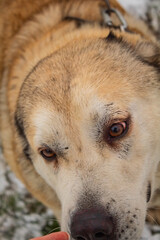 The head of an adult thoroughbred dog of beige color close-up 